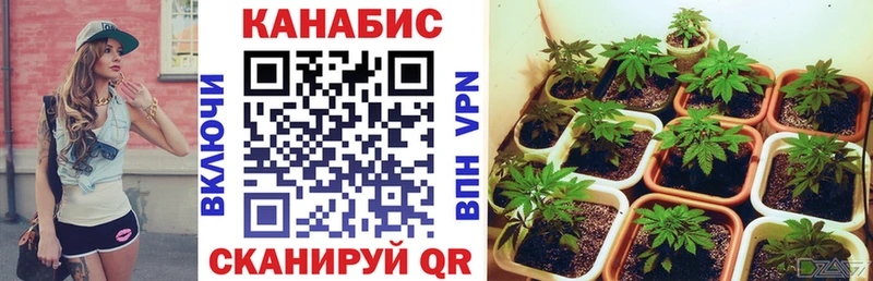 купить наркотик  Альметьевск  Каннабис планчик 